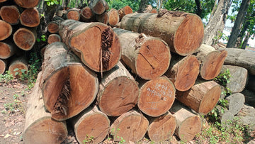 7 Feet Sal Wood Logs