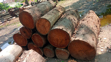 8 Feet Teak Wood Logs