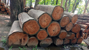6 & 7 Feet Sal Wood Logs